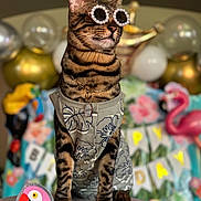 Jasper joined the competition — help win amazing prizes! cat, tabby, sunglasses, pearls, clothing, birthday, balloons, decorations, flamingo, table, pet, portrait, festive, celebration, costume, animal, indoor, colorful, party, accessory
