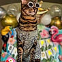 cat, tabby, sunglasses, pearls, clothing, birthday, balloons, decorations, flamingo, table, pet, portrait, festive, celebration, costume, animal, indoor, colorful, party, accessory