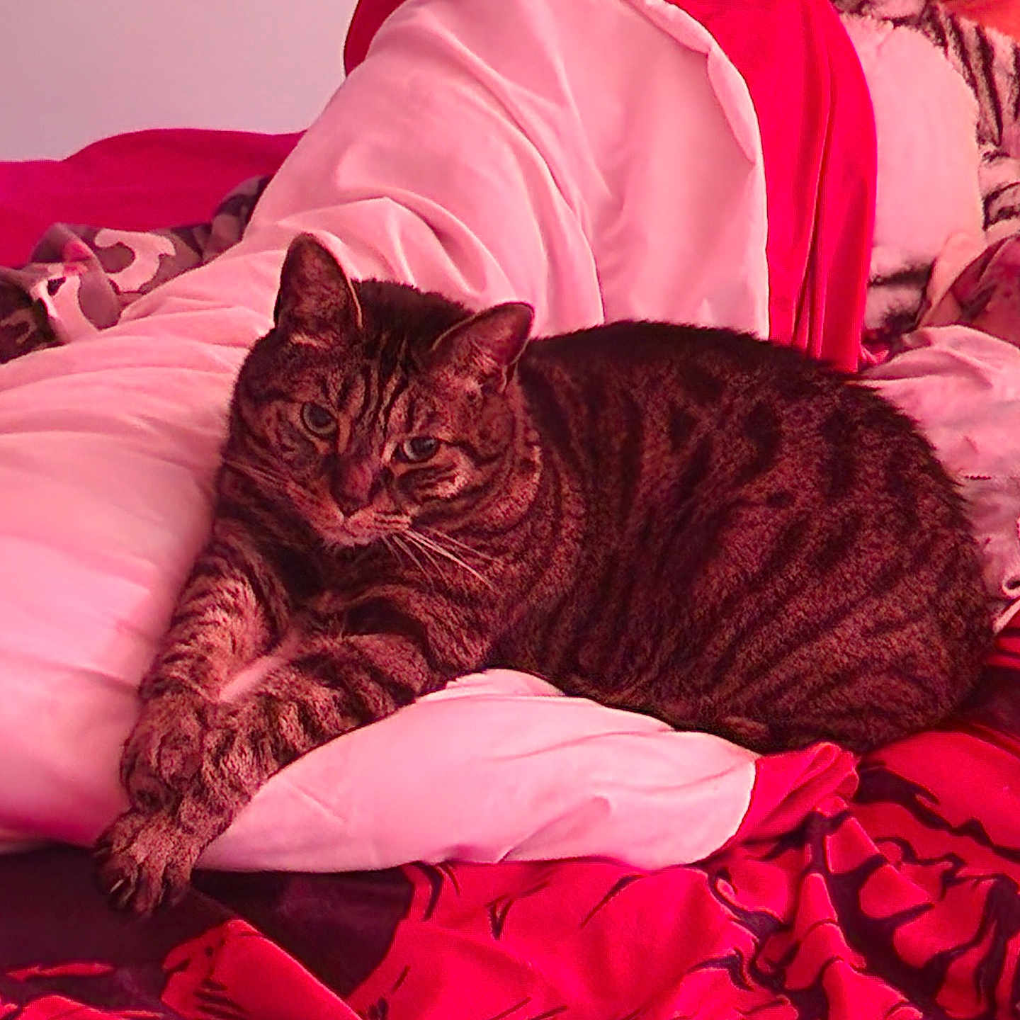 Boots is registered to the contest to win money with this photo: abyssinian, animal, bed, bedroom, blanket, cat, couch, cushion, furniture, homedecor, indoors, kitten, manx, person, pet, quilt, room, sleeping, velvet