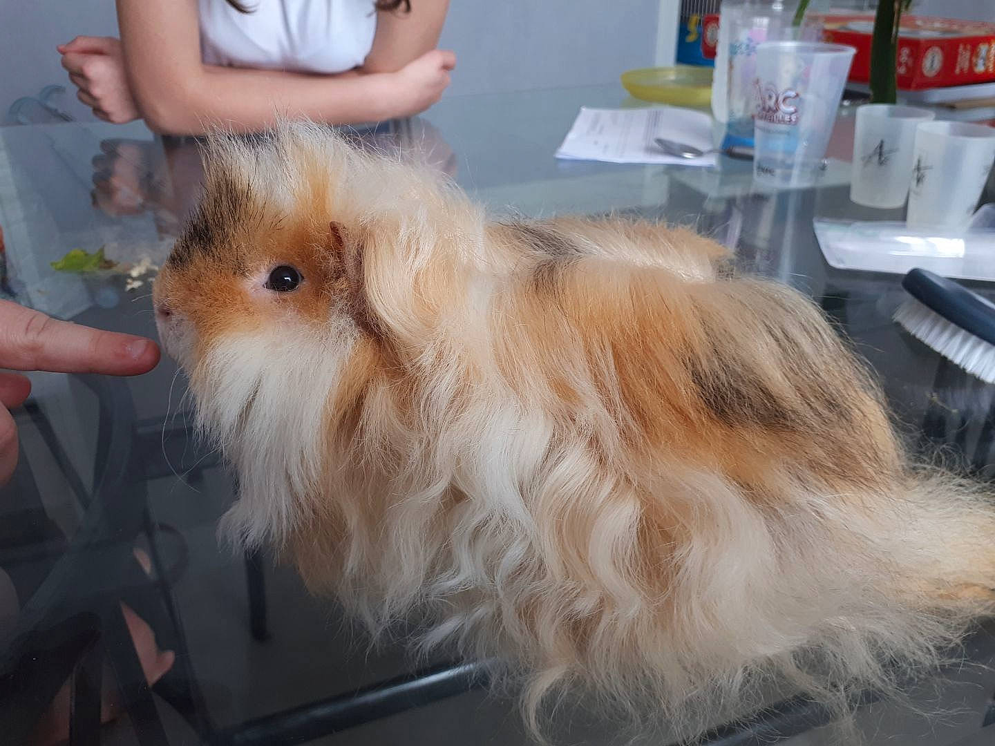 Olaf participe au concours pour gagner de l'argent avec cette photo : angora_rabbit, canidae, companion_dog, dog_breed, fawn, fur, guinea_pig, mammal