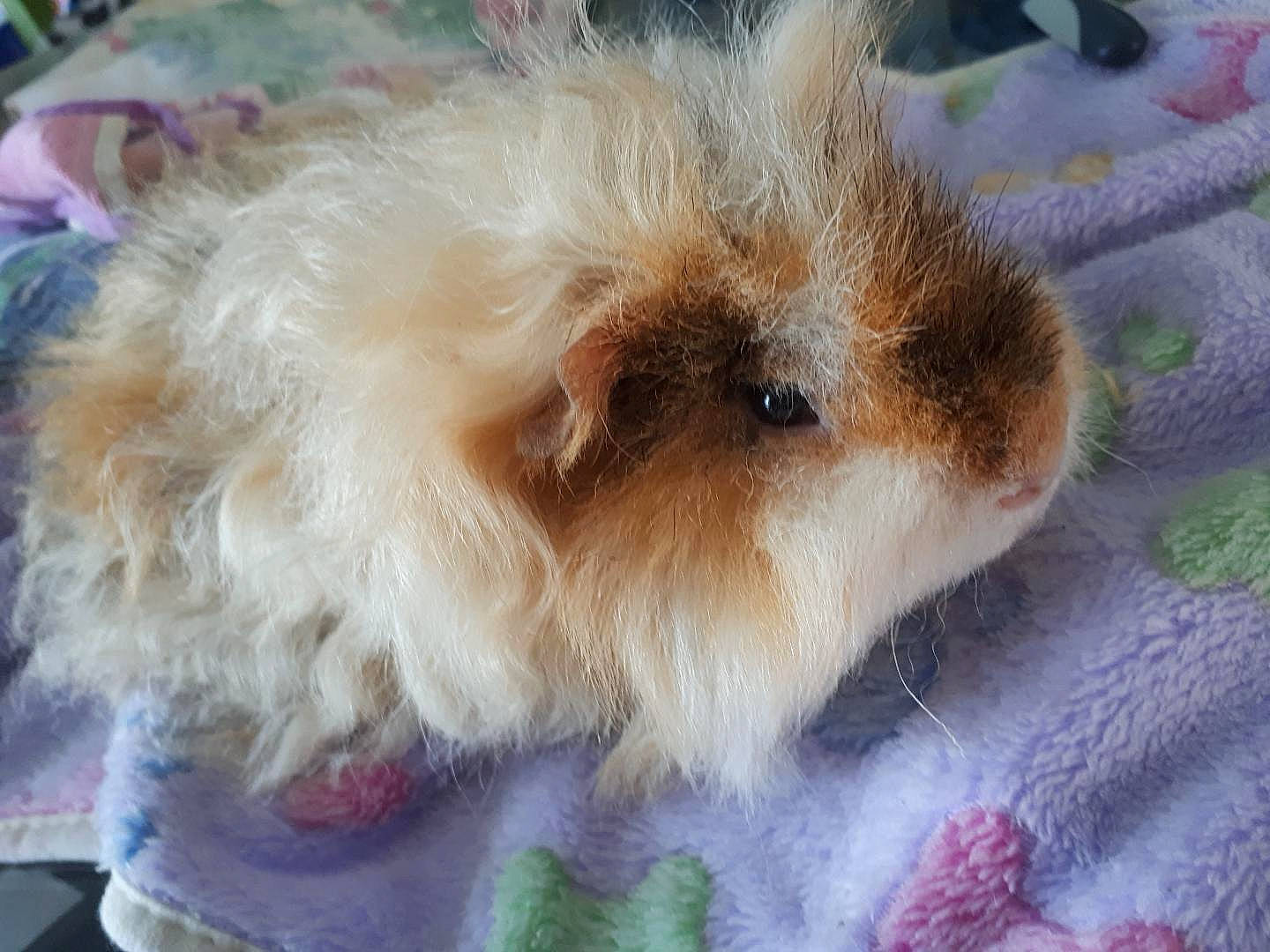 Olaf participe au concours pour gagner de l'argent avec cette photo : angora_rabbit, companion_dog, dog_breed, fawn, guinea_pig, mammal, rabbits_and_hares, rodent