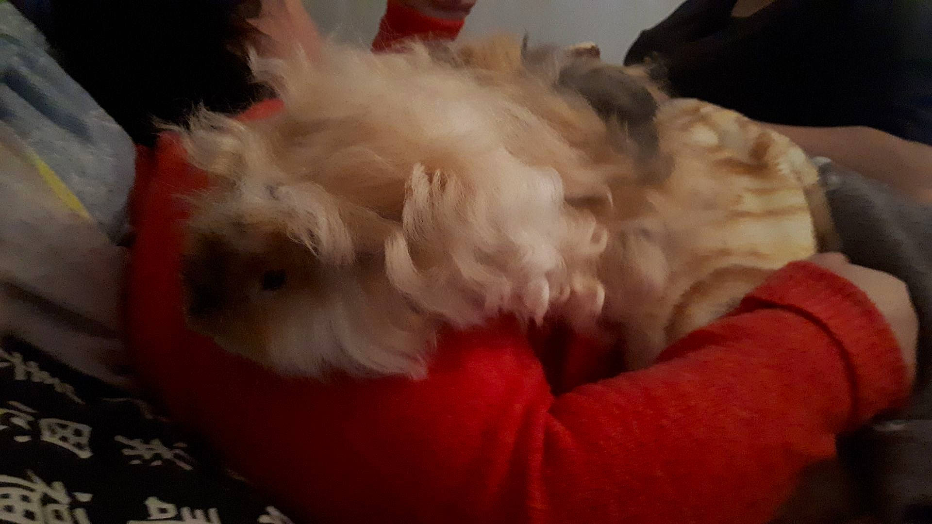 Olaf a rejoint le concours — aidez-le/la à gagner de superbes lots ! bichon, canidae, carnivore, cockapoo, companion_dog, dog, dog_breed, lhasa_apso, maltepoo, maltese, non_sporting_group, puppy, schnoodle, shih_tzu, tibetan_terrier, toy_dog, west_highland_white_terrier