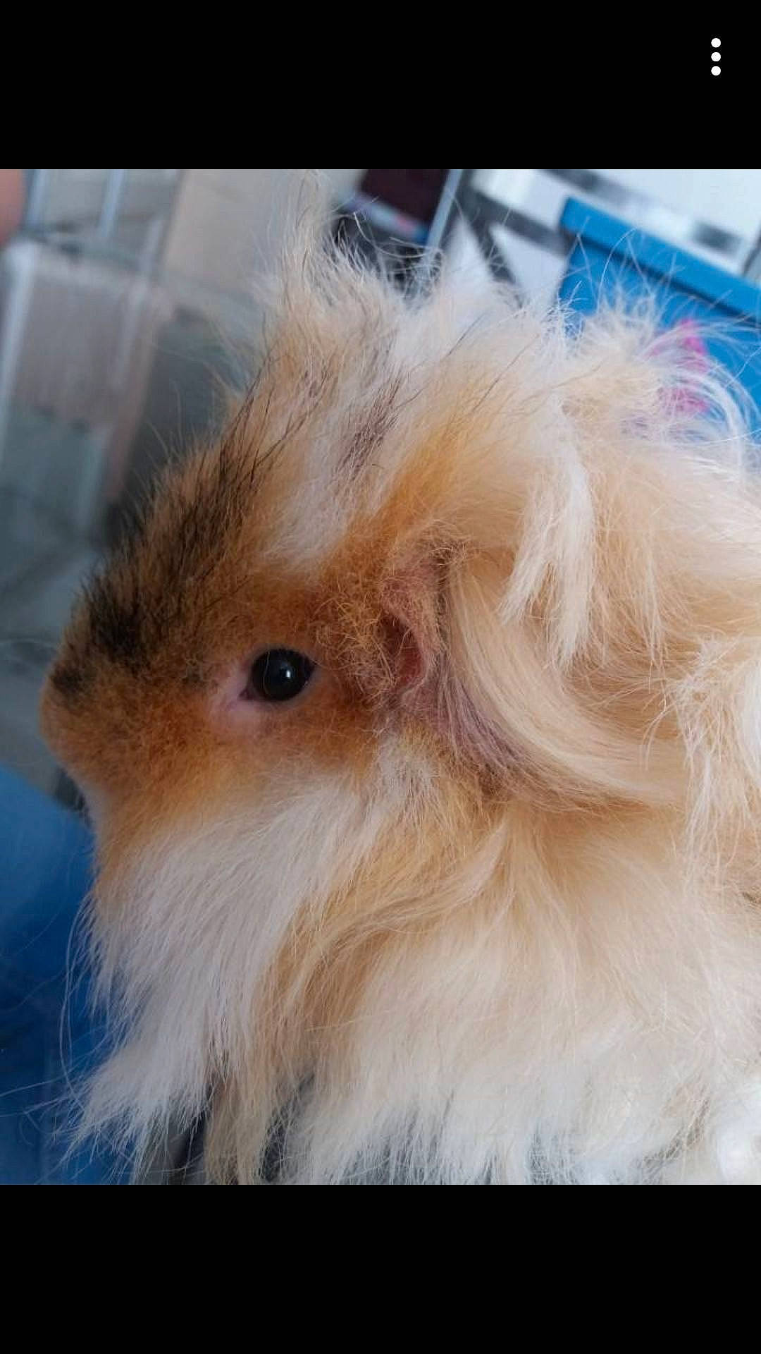 Olaf participe au concours pour gagner de l'argent avec cette photo : angora_rabbit, ear, fawn, fur, guinea_pig, rabbit, rabbits_and_hares, rodent, whiskers