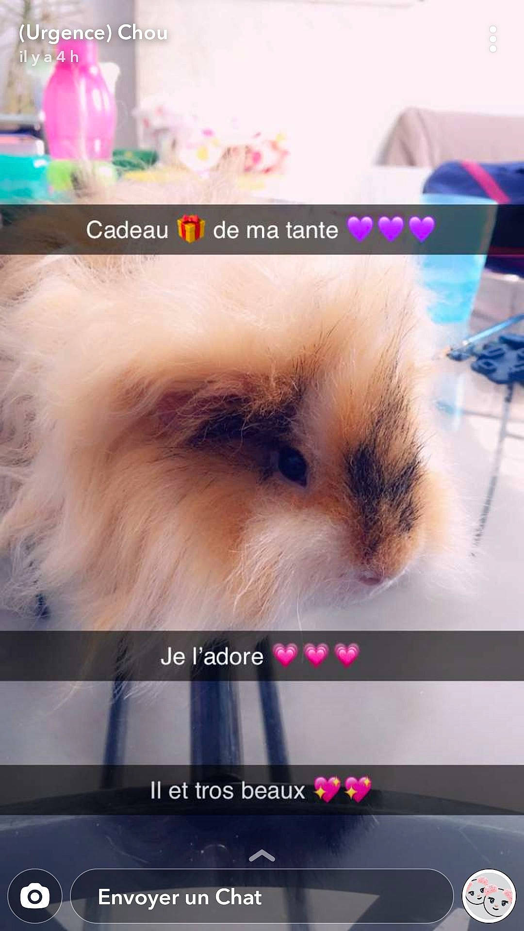 Olaf a rejoint le concours — aidez-le/la à gagner de superbes lots ! fawn, fur, guinea_pig, hamster, photo_caption, photography, rabbit, rabbits_and_hares, rodent, screenshot, whiskers