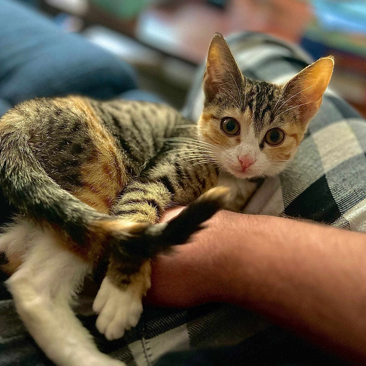 Pudding is registered to the contest to win money with this photo: abyssinian, animal, blanket, cat, chair, couch, cushion, furniture, homedecor, kitten, manx, person, pet, quilt, sleeping