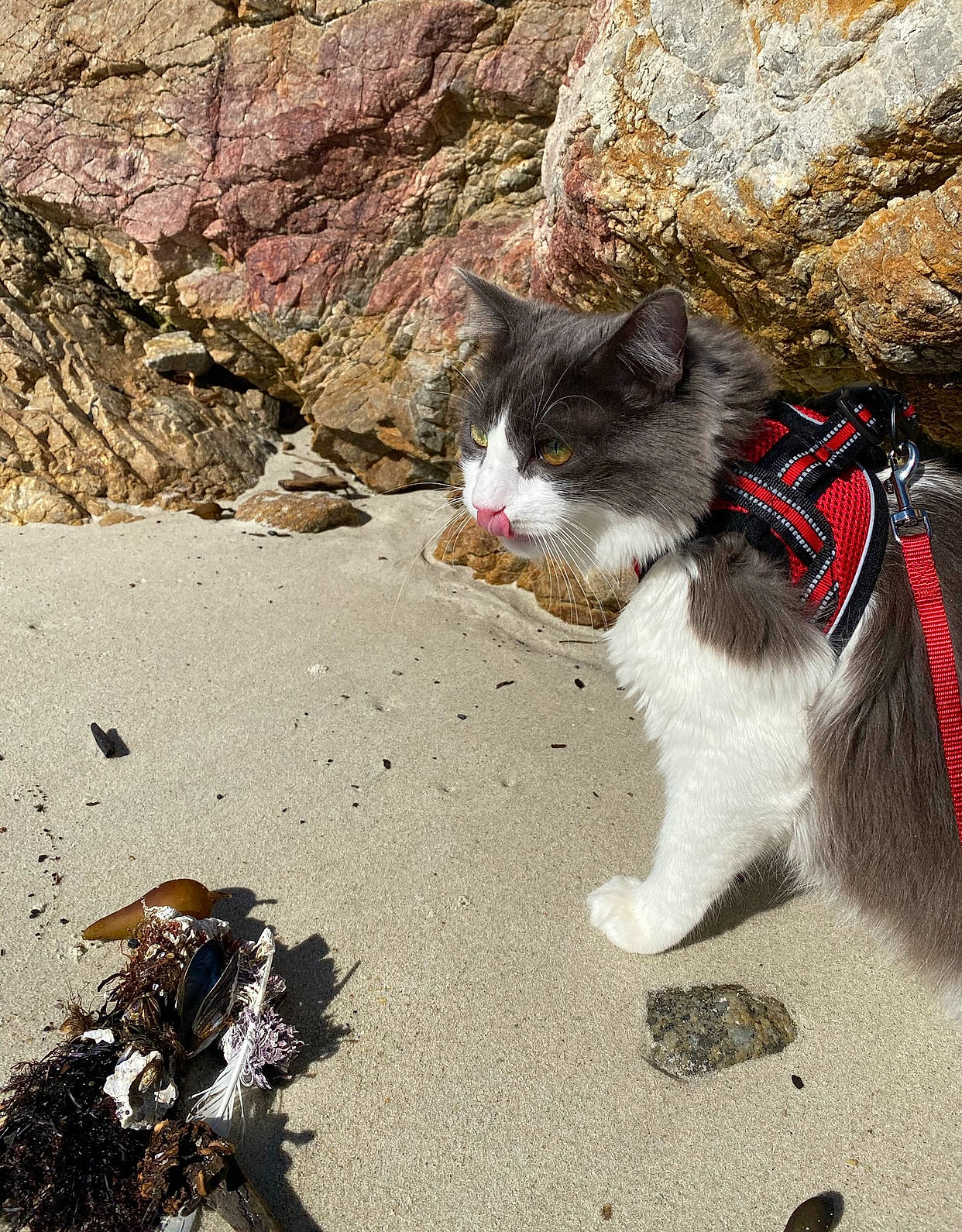 Hades joined the competition — help win amazing prizes! asphalt, canidae, carnivore, cat, domestic_short_haired_cat, felidae, foot, fur, human_leg, landscape, leg, paw, road_surface, rock, sand, small_to_medium_sized_cats, tail, walking, whiskers, wood