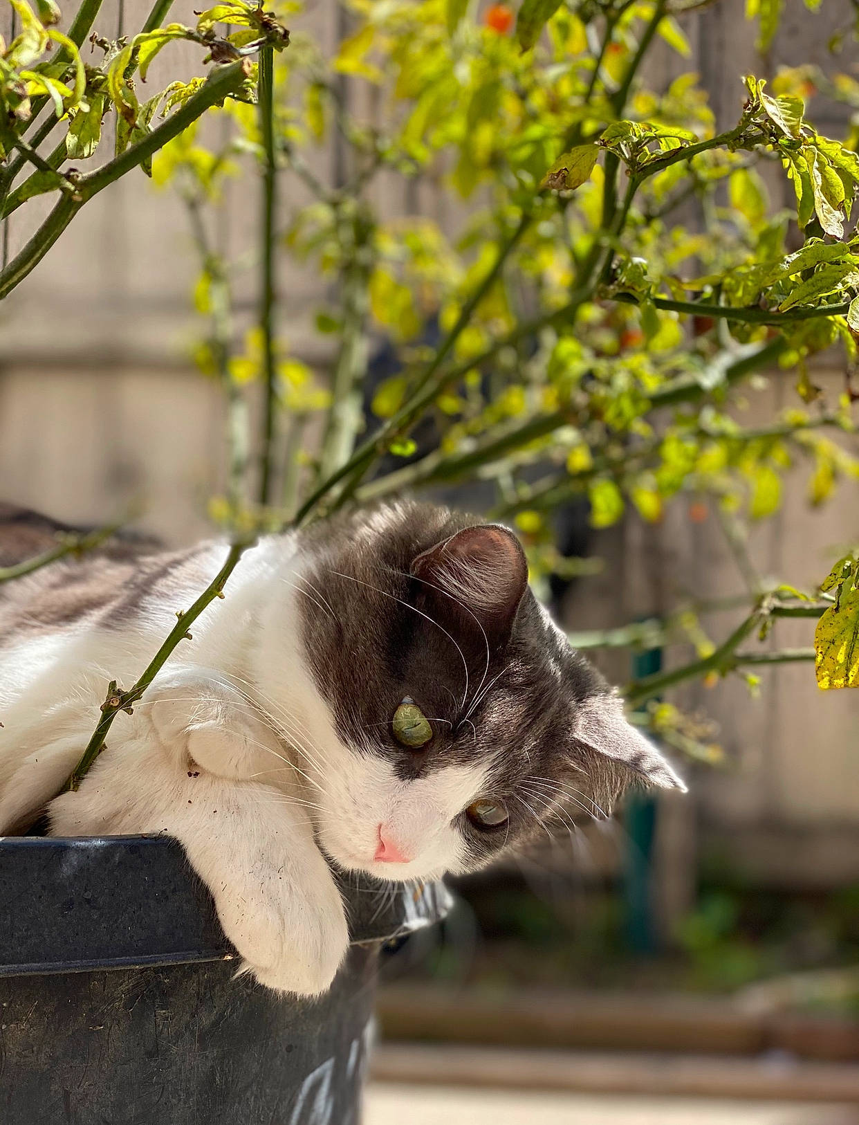 Hades joined the competition — help win amazing prizes! branch, carnivore, cat, collar, dog_breed, fawn, felidae, grass, leaf, plant, small_to_medium_sized_cats, snout, sporting_group, tail, tree, twig, whiskers, wood, woody_plant, yellow