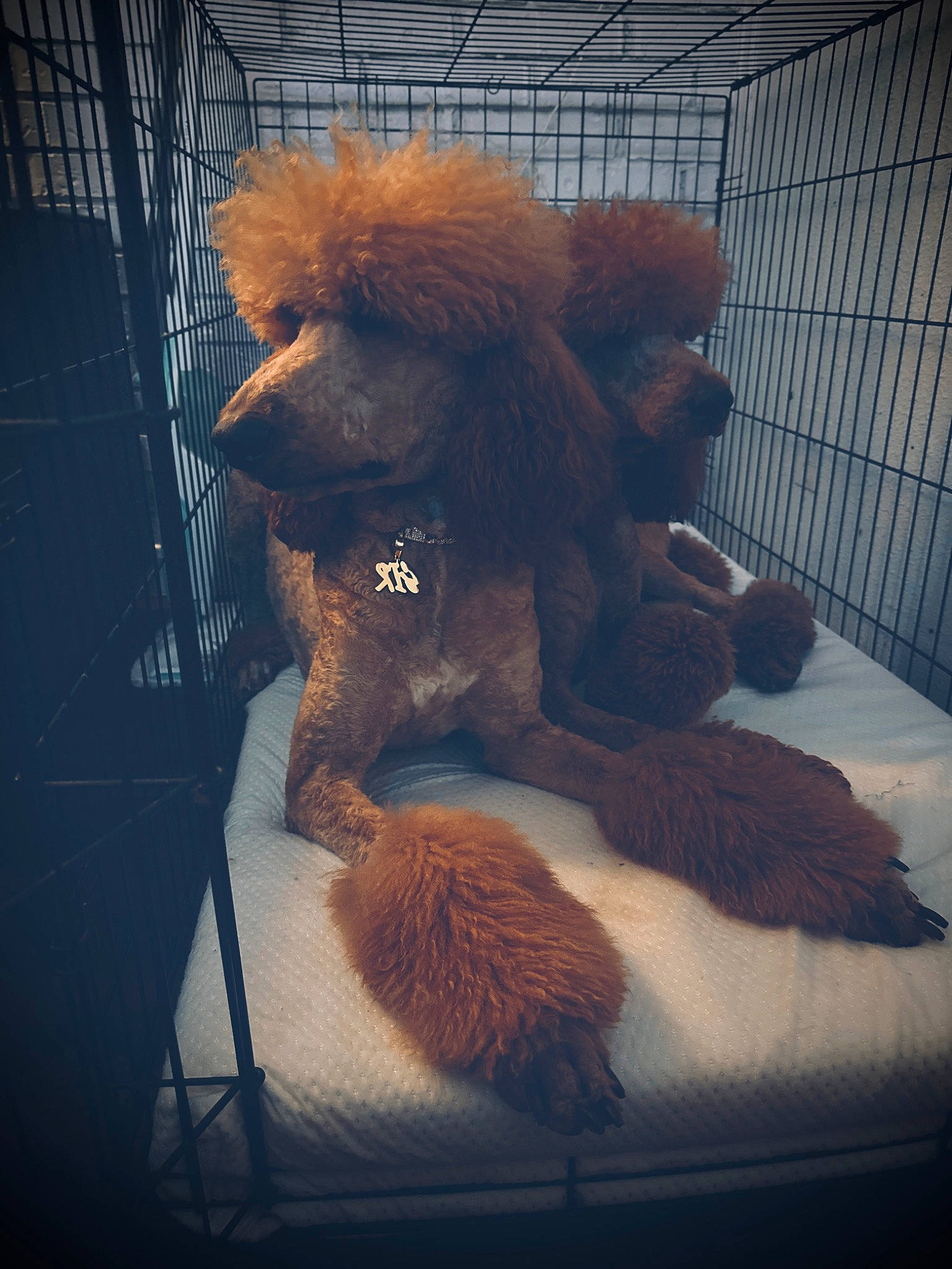 Optimus is registered to the contest to win money with this photo: art, brown_bear, cage, canidae, companion_dog, dog_breed, fawn, fur, metal, snout, sporting_group, stuffed_toy, terrestrial_animal, tints_and_shades, toy, visual_arts
