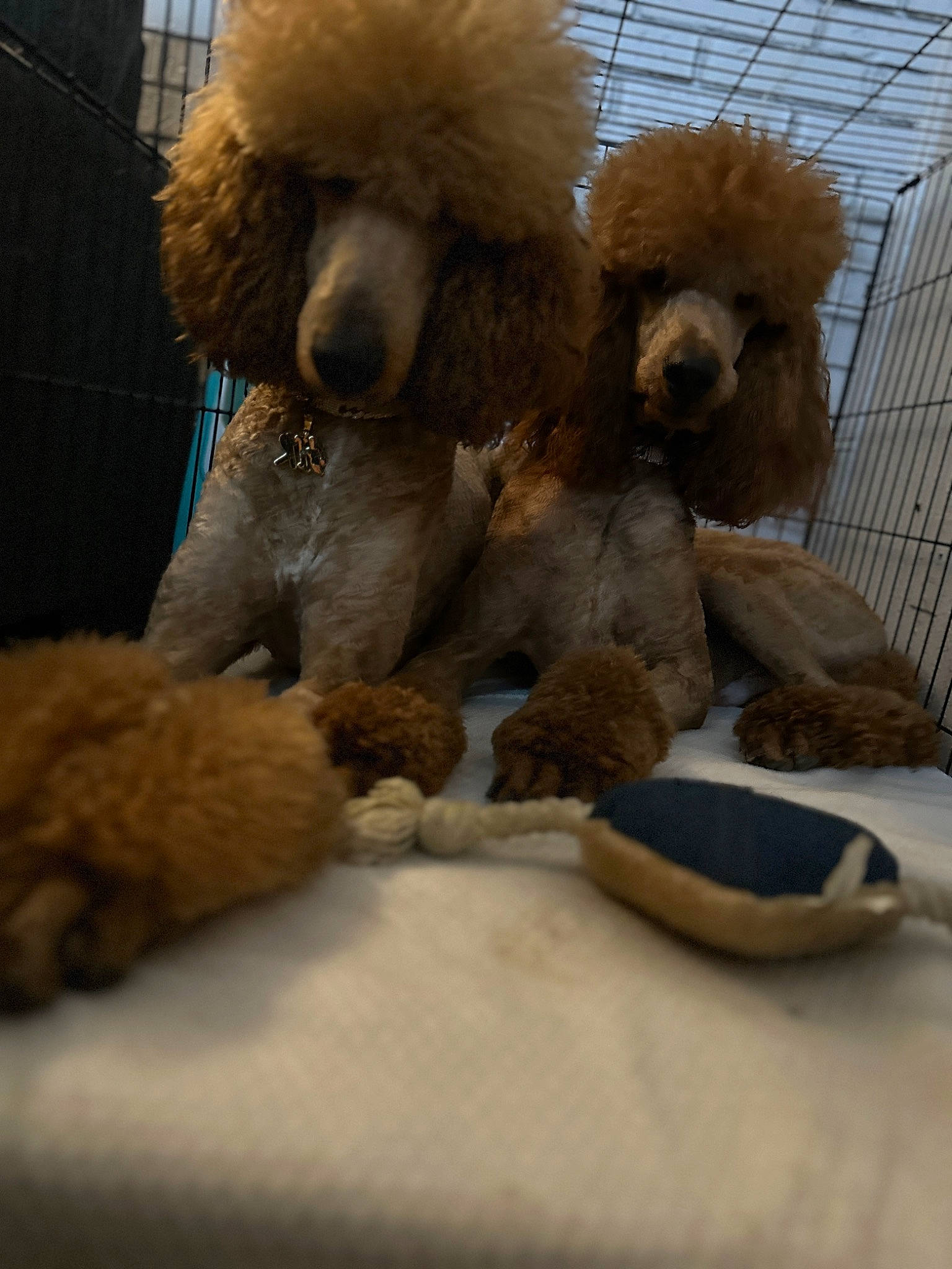 Optimus joined the competition — help win amazing prizes! bathroom, canidae, carnivore, companion_dog, dog, dog_breed, funeral, fur, non_sporting_group, poodle, sporting_group, standard_poodle, toy, toy_dog, water_dog, working_animal