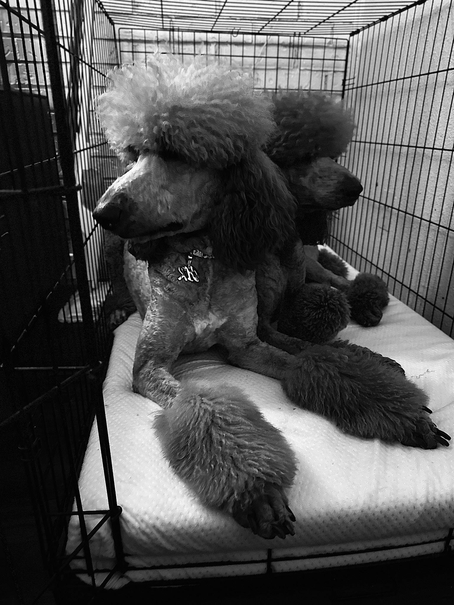 Optimus joined the competition — help win amazing prizes! big_cats, cage, canidae, carnivore, claw, companion_dog, dog_breed, felidae, fur, masai_lion, mesh, metal, monochrome, monochrome_photography, pet_supply, snout, sporting_group, terrestrial_animal, toy, whiskers