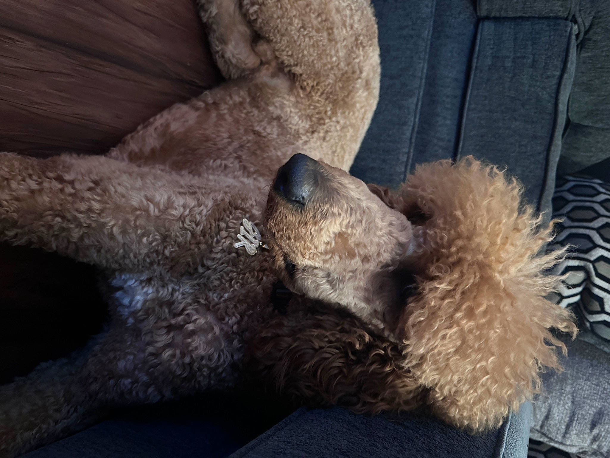 Sir joined the competition — help win amazing prizes! canidae, carnivore, claw, comfort, companion_dog, dog, dog_breed, fawn, fur, grey, natural_material, snout, sporting_group, tail, terrestrial_animal, terrier, toy, water_dog, whiskers, working_animal