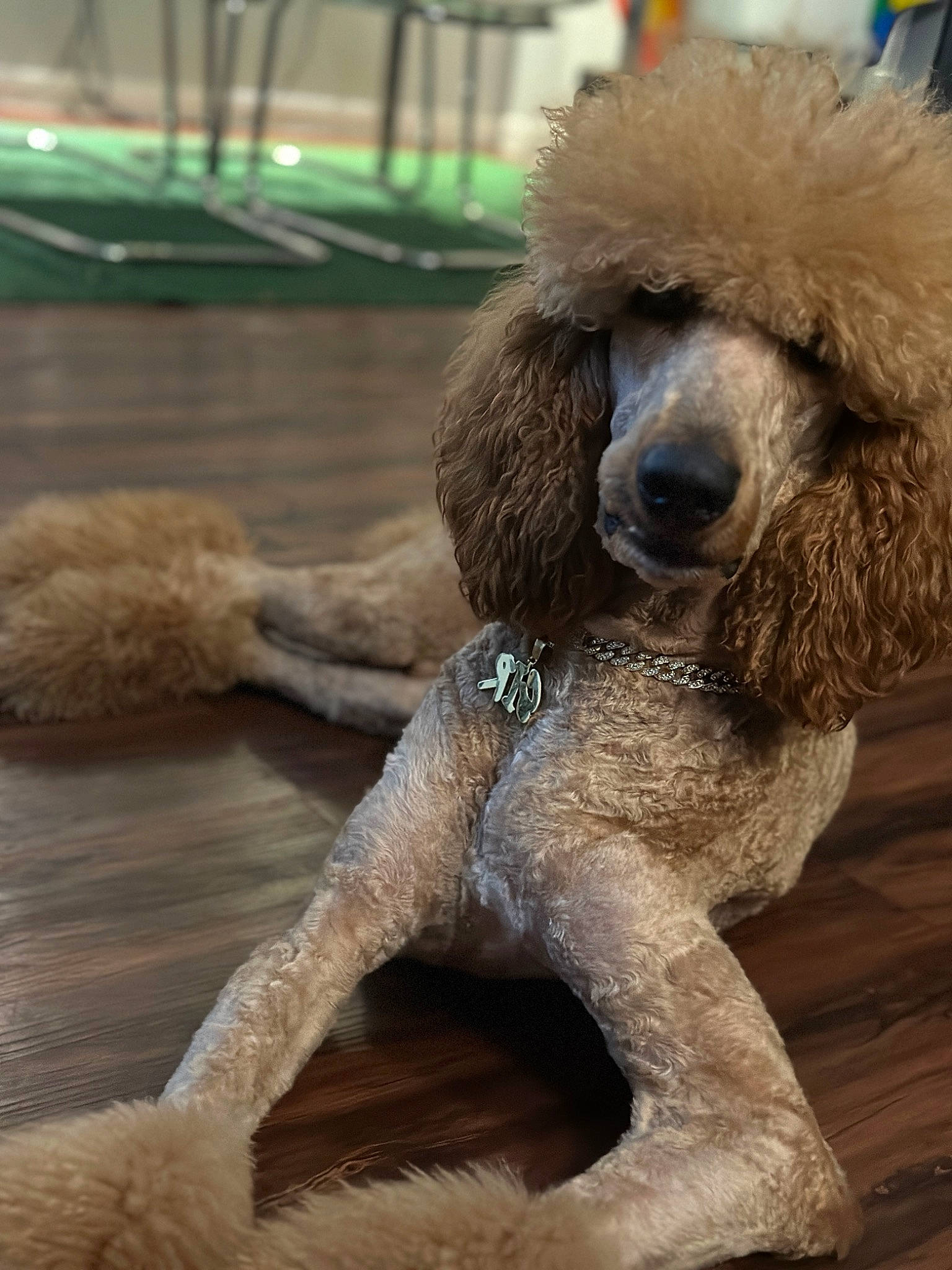 Sir joined the competition — help win amazing prizes! carnivore, companion_dog, dog, dog_breed, dog_supply, fawn, fur, non_sporting_group, pet_supply, poodle, snout, sporting_group, standard_poodle, tail, terrestrial_animal, terrier, toy_dog, water_dog, wood, working_animal