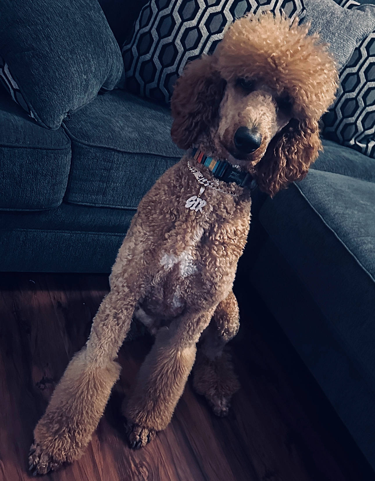 Sir is registered to the contest to win money with this photo: carnivore, companion_dog, couch, dog, dog_breed, dog_collar, fawn, fur, grey, labradoodle, liver, metal, poodle, snout, sporting_group, standard_poodle, tail, toy_dog, water_dog, working_animal