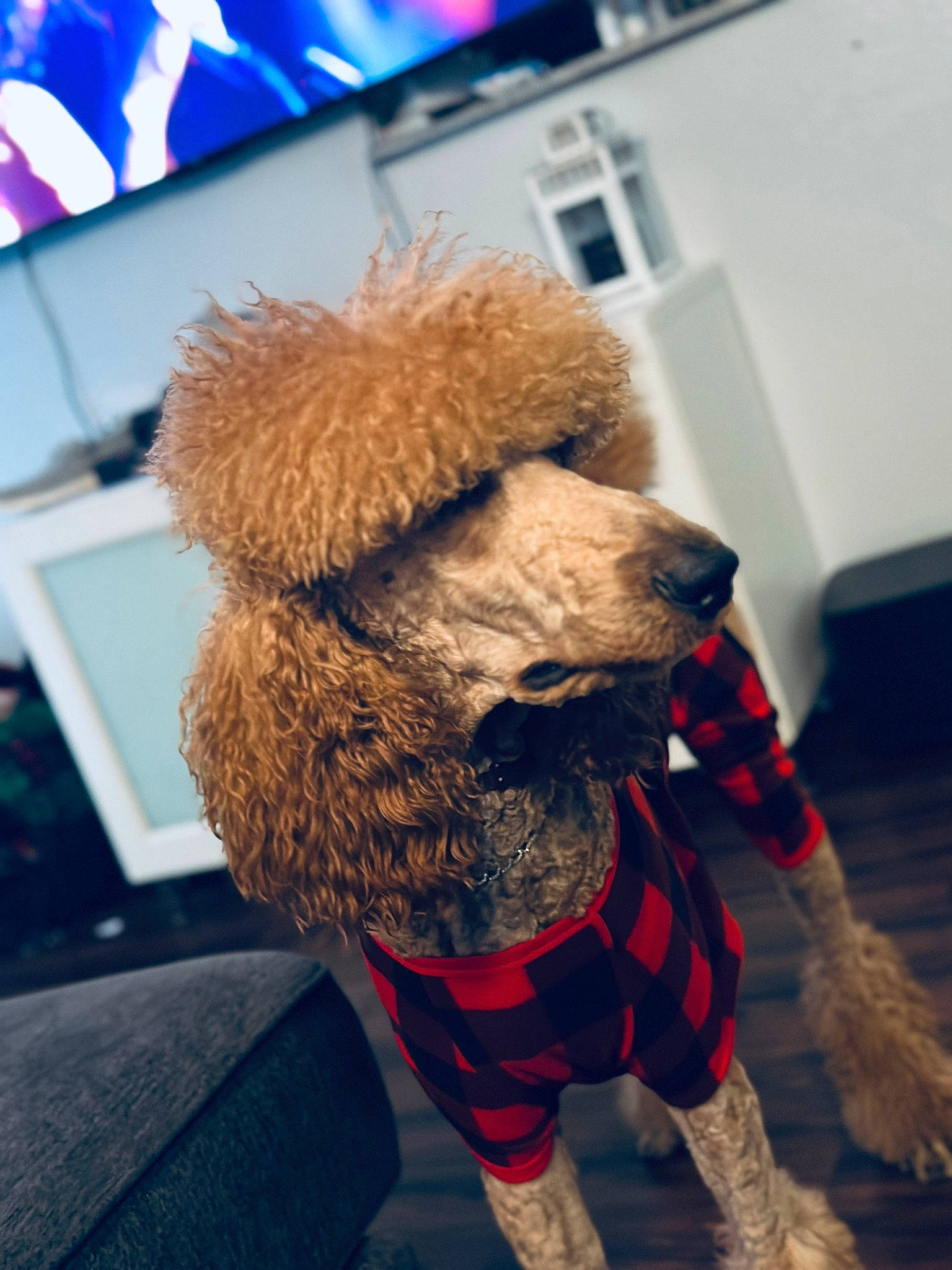 Sir And Optimus is registered to the contest to win money with this photo: blue, canidae, carnivore, companion_dog, computer_keyboard, dog_breed, dog_clothes, fawn, fur, fur_clothing, human_body, human_leg, plush, snout, sporting_group, stuffed_toy, sunglasses, teddy_bear, television, toy