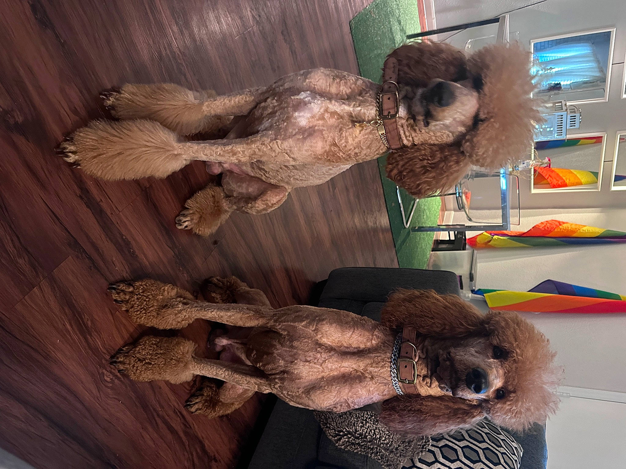 Sir And Optimus is registered to the contest to win money with this photo: art, bookcase, feather, flooring, fur, hardwood, mammal, metal, natural_material, room, shelf, shelving, tail, visual_arts, wood