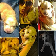 Kodyac joined the competition — help win amazing prizes! puppy, dog, animal, close_up, person, hand, sunglasses, collage, indoor, cute, pet, young_dog, portrait, holding, furry, face, sleeping, resting, yellow_tone, dim_light