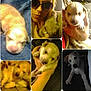 animal, close_up, collage, cute, dim_light, dog, face, furry, hand, holding, indoor, person, pet, portrait, puppy, resting, sleeping, sunglasses, yellow_tone, young_dog