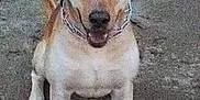 Kodyac is registered to the contest to win money with this photo: accessories, animal, ball, bodypart, boxer, bulldog, canine, dog, face, head, hound, labradorretriever, mouth, person, pet, photography, portrait, puppy, snout, strap
