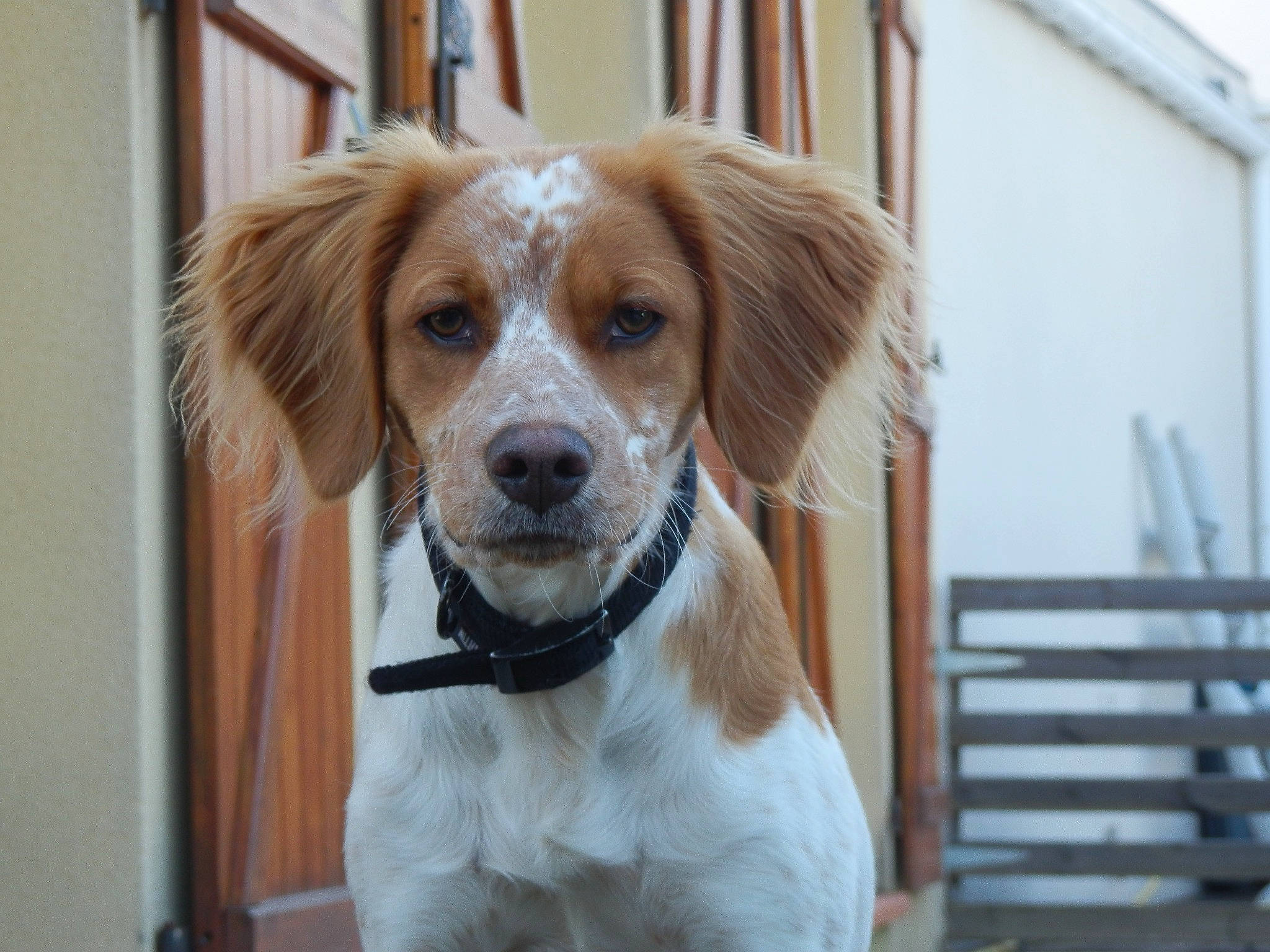 Junior participe au concours pour gagner de l'argent avec cette photo : brittany, canidae, carnivore, companion_dog, dog, dog_breed, english_setter, fawn, french_spaniel, hunting_dog, kooikerhondje, mammal, rare_breed_dog, setter, snout, spaniel, sporting_group, vertebrate, whiskers
