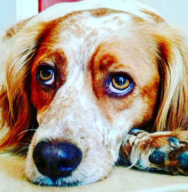 Junior a rejoint le concours — aidez-le/la à gagner de superbes lots ! brittany, canidae, carnivore, companion_dog, dog, dog_breed, english_setter, french_spaniel, irish_red_and_white_setter, kooikerhondje, mammal, rare_breed_dog, setter, snout, spaniel, sporting_group, vertebrate, welsh_springer_spaniel