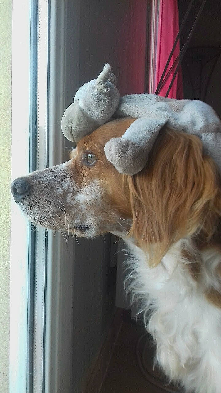 Junior a rejoint le concours — aidez-le/la à gagner de superbes lots ! canidae, carnivore, companion_dog, dog, dog_breed, ear, fawn, fur, mammal, snout, sporting_group, window