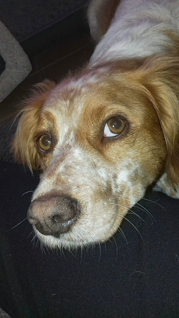 Junior participe au concours pour gagner de l'argent avec cette photo : brittany, canidae, carnivore, companion_dog, dog, dog_breed, english_setter, french_spaniel, hunting_dog, mammal, nose, rare_breed_dog, setter, snout, spaniel, sporting_group, vertebrate, welsh_springer_spaniel, whiskers