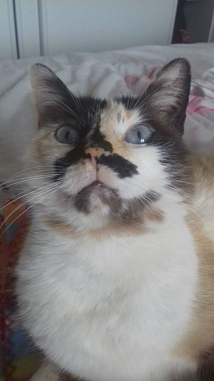 Gypsy a rejoint le concours — aidez-le/la à gagner de superbes lots ! aegean_cat, american_wirehair, asian, carnivore, cat, domestic_short_haired_cat, eye, fawn, felidae, fur, kitten, mammal, norwegian_forest_cat, ojos_azules, persian, ragamuffin, ragdoll, small_to_medium_sized_cats, snout, whiskers