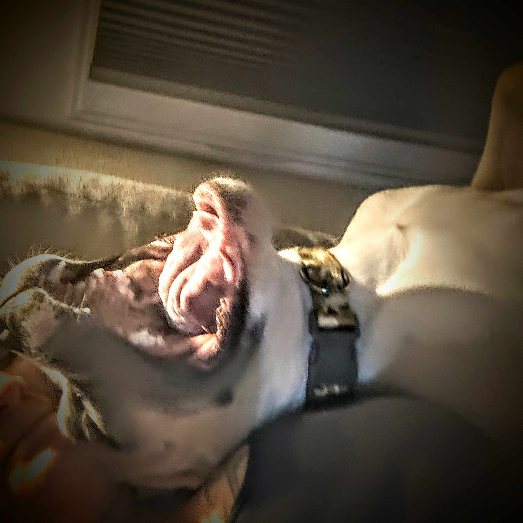 Mugsy joined the competition — help win amazing prizes! dog, canine, pet, yawning, sleepy, close_up, indoor, home, blanket, collar, black_and_white, fur, snout, mouth_open, lying_down, cozy, warm_lighting, portrait, casual_photo, resting
