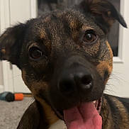 River is registered to the contest to win money with this photo: dog, canine, pet, portrait, close_up, face, nose, tongue, open_mouth, happy, playful, brown_fur, black_fur, white_chest, floppy_ears, dark_eyes, indoors, home, carpet, toy