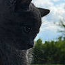cat, gray_cat, close_up, side_profile, whiskers, outdoor, greenery, sky, clouds, nature, pet, animal, feline, fur, portrait, daylight, soft_light, contemplative, quiet, background_blur