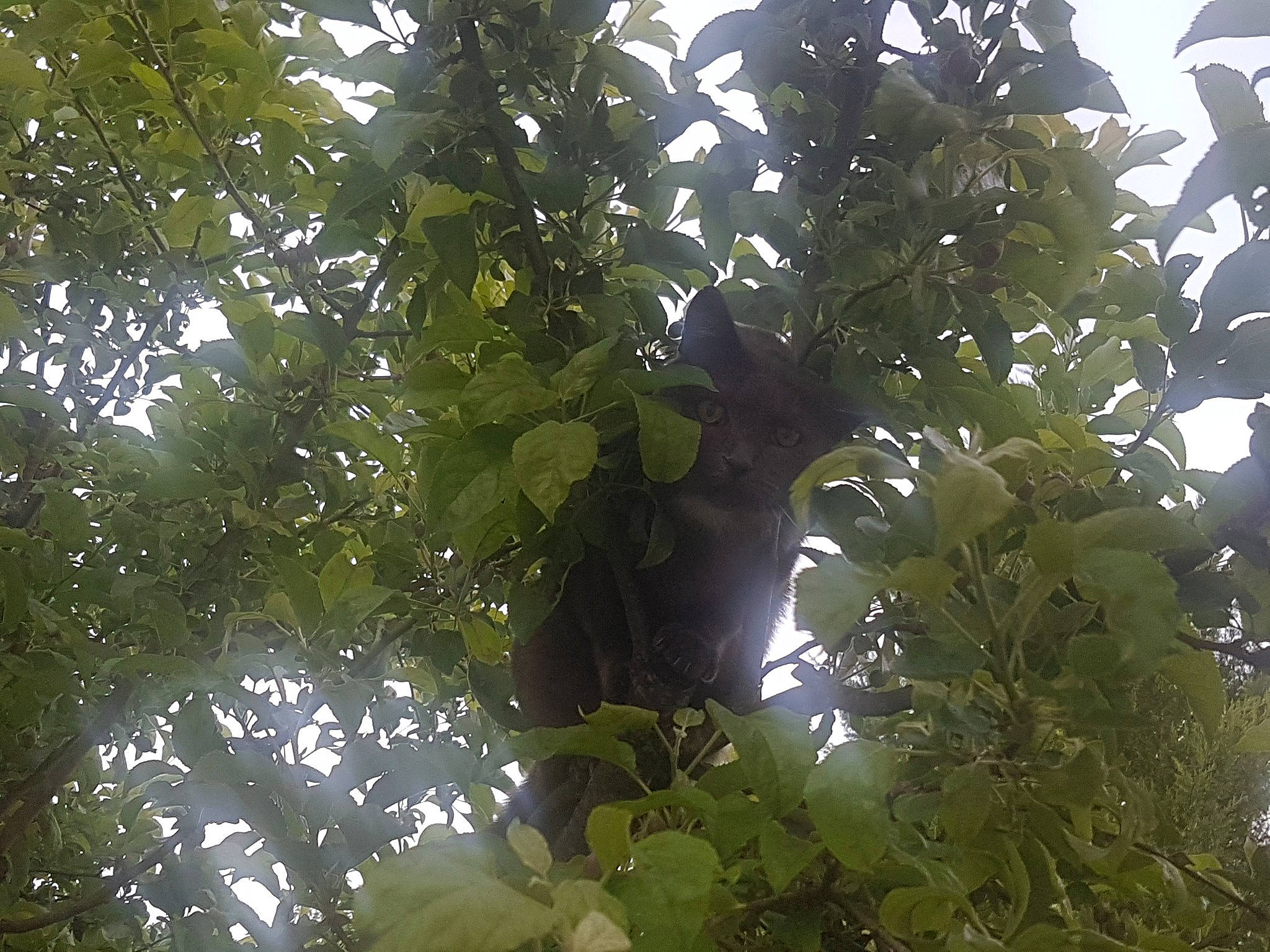 Peter Pan participe au concours pour gagner de l'argent avec cette photo : branch, electric_blue, flowering_plant, forest, fruit_tree, jungle, northern_hardwood_forest, rainforest, shrub, sky, sunlight, temperate_broadleaf_and_mixed_forest, terrestrial_plant, tints_and_shades, tree, tropical_and_subtropical_coniferous_forests, trunk, twig, valdivian_temperate_rain_forest, vascular_plant