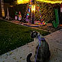Jasper joined the competition — help win amazing prizes! cat, siamese_cat, harness, leash, sidewalk, grass, leaves, night, christmas_lights, holiday_decorations, gnome, eiffel_tower_ornament, letter_j, yard, festive, outdoor, illumination, animal, pet, nighttime