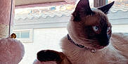Jasper is registered to the contest to win money with this photo: cat, siamese_cat, pet, indoor, window, pink_cat_tree, plush, feline, blue_eyes, collar, bell, relaxed, resting, sunlight, home, animal, cute, fur, whiskers, looking_away