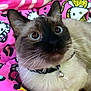 Jasper joined the competition — help win amazing prizes! cat, siamese_cat, pet, animal, fur, whiskers, collar, bell, blanket, pink, hello_kitty, pattern, cute, indoor, closeup, face, eyes, resting, cozy
