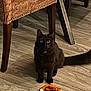black_cat, cat, indoor, toy, plush_toy, wood_floor, chair, furniture, pet, animal, curious, yellow_eyes, sitting, tail, domestic_cat, home, floor, cozy, feline, cute