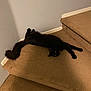 black_cat, cat, pet, animal, staircase, carpet, indoor, fur, flexible, relaxed, curled_tail, corner, home, cozy, feline, laying_down, eyes, whiskers, paws, resting