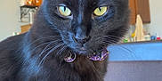 Spooky is registered to the contest to win money with this photo: black_cat, cat, pet, indoor, yellow_eyes, collar, feline, whiskers, fur, animal, domestic_cat, closeup, portrait, chair, lighting, home, furniture, ears, looking, mystical