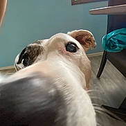Bella is registered to the contest to win money with this photo: dog, close_up, snout, indoor, floor, window, chair, curious, pet, canine, nose, brown, white, fur, ears, home, animal, room, daylight, blurry