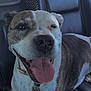 Bella joined the competition — help win amazing prizes! dog, pet, smiling, tongue_out, car_interior, leather_seat, seat, collar, resting, happy, brindle, white_fur, brown_fur, canine, close_up, animal, domestic_animal, indoor, transportation, relaxed