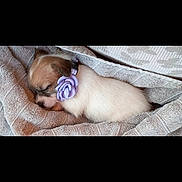 Diamond is registered to the contest to win money with this photo: bed, blanket, closed_eyes, collar, cozy, cute, dog, domestic_animal, fur, indoor, pet, portrait, puppy, purple_flower, resting, sleeping, small_animal, snuggled, soft_texture, towel