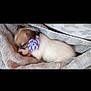 Diamond is registered to the contest to win money with this photo: puppy, dog, sleeping, towel, purple_flower, collar, cute, pet, fur, closed_eyes, resting, cozy, blanket, bed, domestic_animal, small_animal, soft_texture, portrait, indoor, snuggled