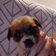 Diamond is registered to the contest to win money with this photo: puppy, dog, puppy_face, pet, hand, human_hand, ring, blanket, patterned_blanket, indoor, couch, close_up, fur, small_animal, cute, blurred, low_light, portrait, fingers, home_interior