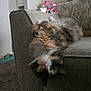 calico, cat, couch, cozy, feline, fluffy, furniture, green_eyes, home, indoor, living_room, lying_down, paws, pet, portrait, relaxed, sofa, upholstery, upside_down, whiskers