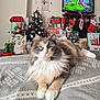 blanket, cat, cat_face, christmas_tree, cozy, fireplace_mantel, gift_wrap, green_eyes, holiday_decor, living_room, long_fur, minecraft, ornament, paws, pet, portrait, stockings, television, video_game, wrapped_presents