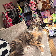 Maple joined the competition — help win amazing prizes! cardboard_box, cat, collection, couch, cushion, fur, gaming_chair, green_eyes, indoor, long_fur, lounging, pet, plush_toys, portrait, relaxed, room, shelf, soft_toys, stuffed_animals, sunlight