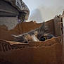 box, cardboard_box, cat, cat_eye, close_up, corrugated_cardboard, cozy, curious, cute, ear, eye, feline, fur, hidden, indoor, kitten, peeking, pet, shadow, whiskers