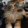 animal, blanket, cat, close_up, cozy, cute, domestic, eyewear, feline, fluffy, fur, glasses, indoor, nose, paws, pet, playful, portrait, spectacles, whiskers