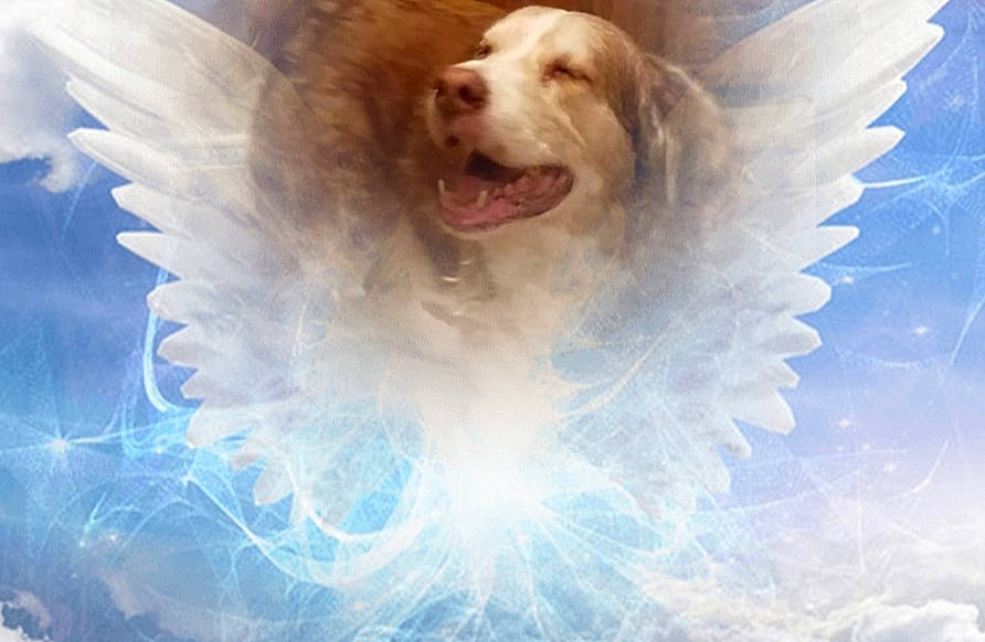 Blaze joined the competition — help win amazing prizes! angel, canidae, carnivore, companion_dog, dog, dog_breed, fictional_character, sky, sporting_group