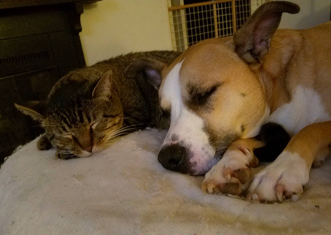 Alayna joined the competition — help win amazing prizes! american_staffordshire_terrier, canidae, carnivore, companion_dog, dog, dog_breed, fawn, mammal, nap, non_sporting_group, paw, pit_bull, puppy_love, snout, vertebrate, whiskers