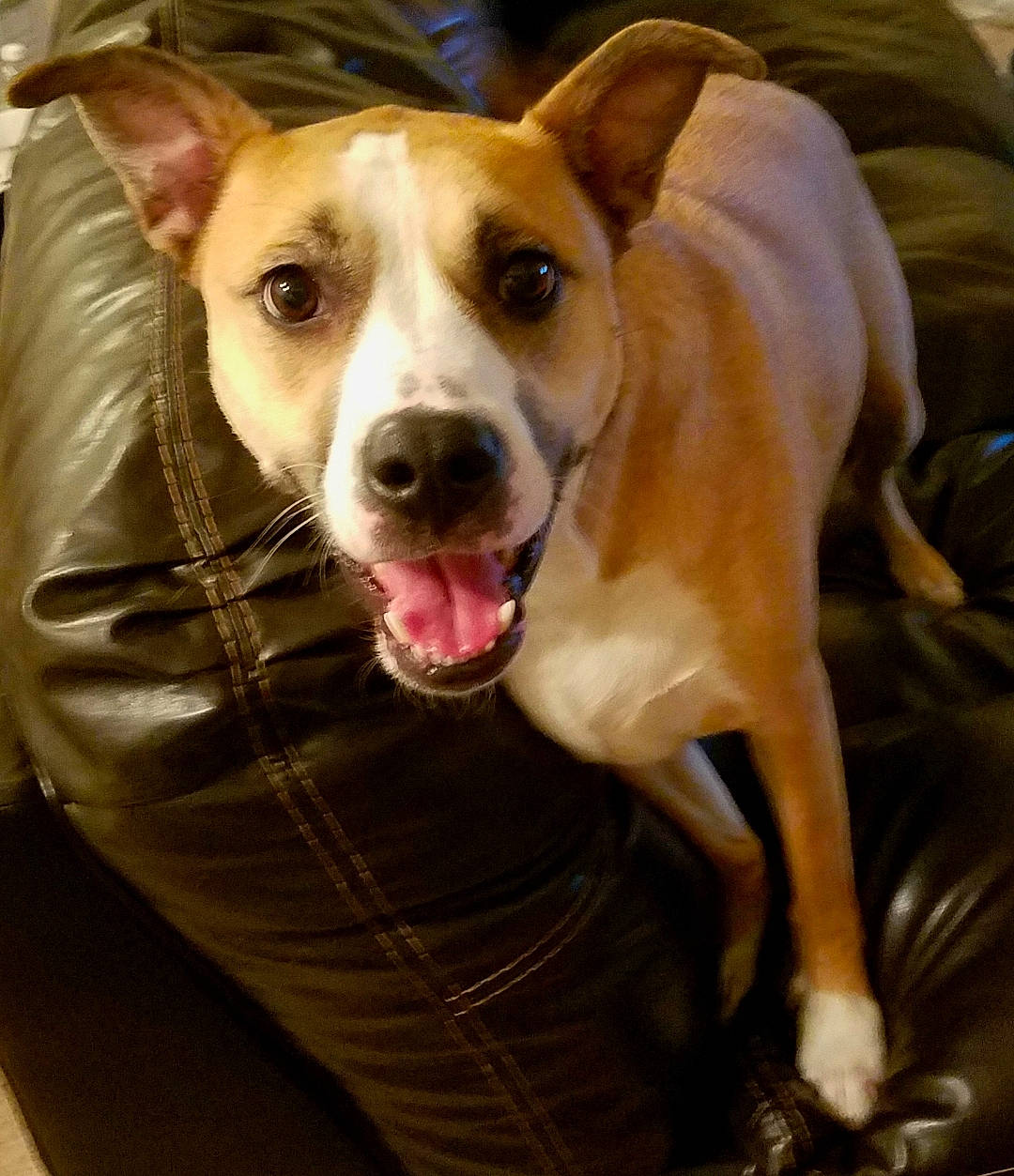 Alayna is registered to the contest to win money with this photo: ancient_dog_breeds, canidae, carnivore, companion_dog, dog, dog_breed, ear, fawn, feist, italian_greyhound, lurcher, mammal, nose, snout, sporting_group, vertebrate, whippet, whiskers